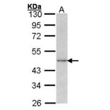 Actin antibody from Signalway Antibody (22959) - Antibodies.com