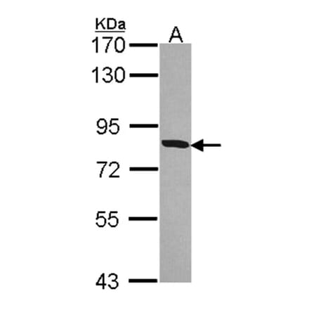 MFE-2 antibody from Signalway Antibody (23021) - Antibodies.com