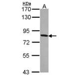 MFE-2 antibody from Signalway Antibody (23021) - Antibodies.com