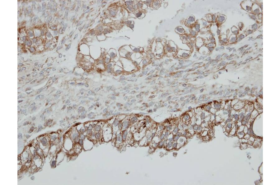 Immunohistochemistry - MFE-2 antibody from Signalway Antibody (23021) - Antibodies.com
