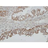 Immunohistochemistry - MFE-2 antibody from Signalway Antibody (23021) - Antibodies.com