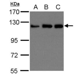 UKHC antibody from Signalway Antibody (23030) - Antibodies.com