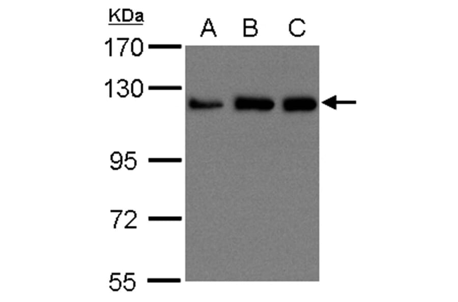 UKHC antibody from Signalway Antibody (23030) - Antibodies.com