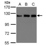 UKHC antibody from Signalway Antibody (23030) - Antibodies.com