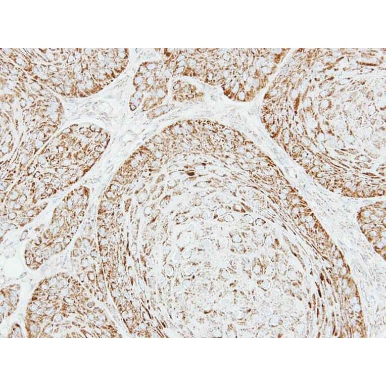 Immunohistochemistry - VDAC1 antibody from Signalway Antibody (23076) - Antibodies.com