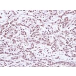 Immunohistochemistry - SMC1A antibody from Signalway Antibody (23082) - Antibodies.com