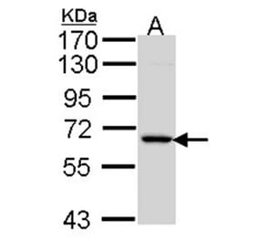 MIPP antibody from Signalway Antibody (23097) - Antibodies.com