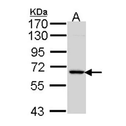 MIPP antibody from Signalway Antibody (23097) - Antibodies.com