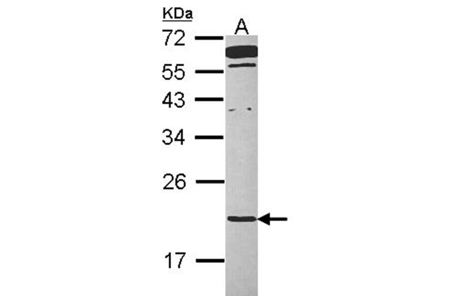 TMED2 antibody from Signalway Antibody (23111) - Antibodies.com
