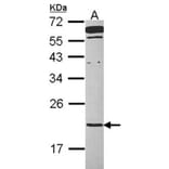 TMED2 antibody from Signalway Antibody (23111) - Antibodies.com