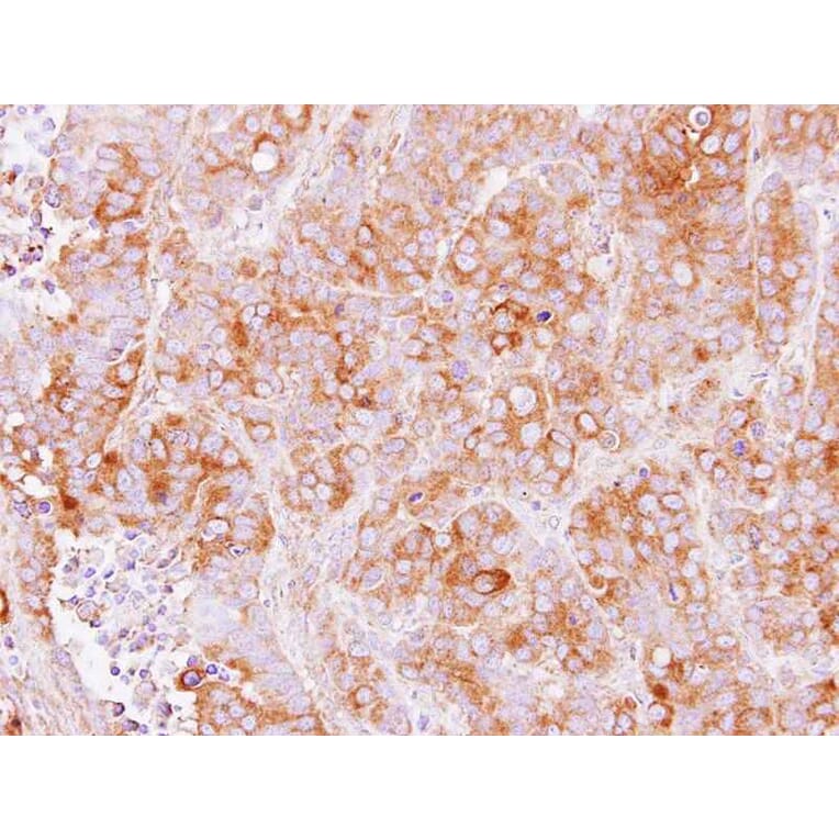 Immunohistochemistry - TMED2 antibody from Signalway Antibody (23111) - Antibodies.com