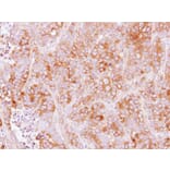 Immunohistochemistry - TMED2 antibody from Signalway Antibody (23111) - Antibodies.com