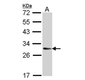 TMED9 antibody from Signalway Antibody (23133) - Antibodies.com