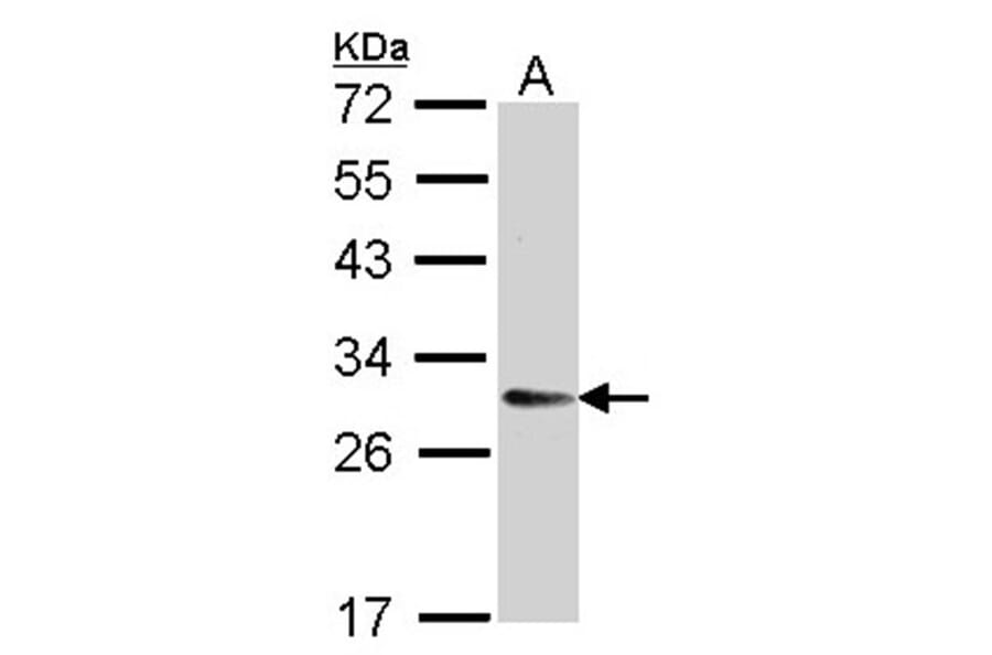 TMED9 antibody from Signalway Antibody (23133) - Antibodies.com