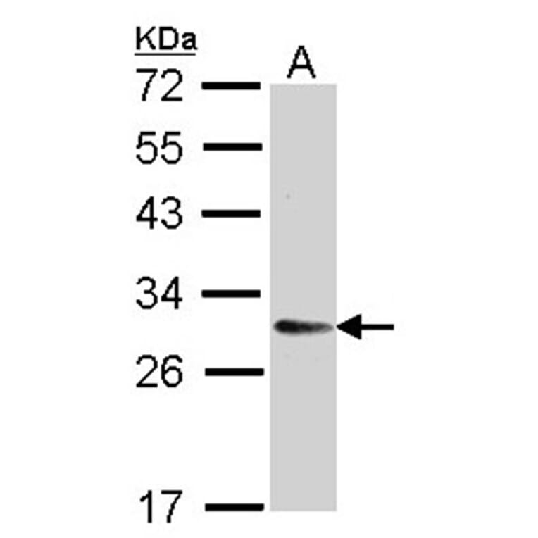 TMED9 antibody from Signalway Antibody (23133) - Antibodies.com