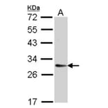 TMED9 antibody from Signalway Antibody (23133) - Antibodies.com