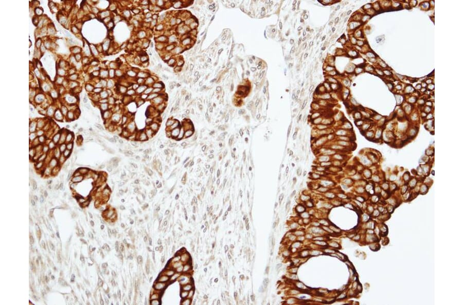 Immunohistochemistry - RAP2C antibody from Signalway Antibody (23146) - Antibodies.com