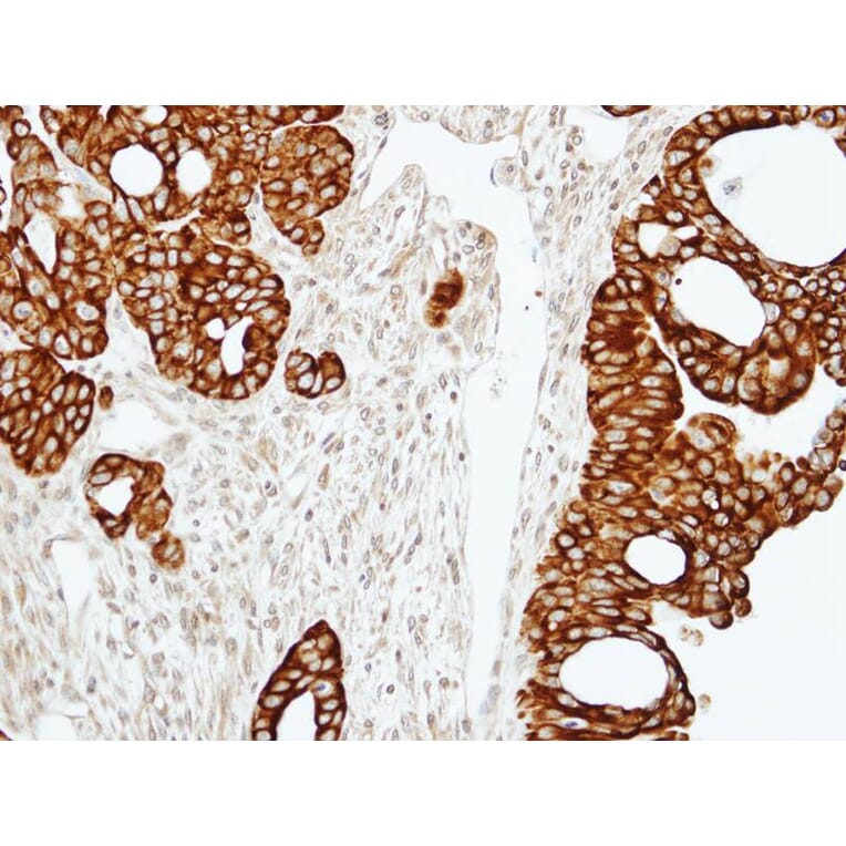 Immunohistochemistry - RAP2C antibody from Signalway Antibody (23146) - Antibodies.com