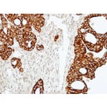 Immunohistochemistry - RAP2C antibody from Signalway Antibody (23146) - Antibodies.com