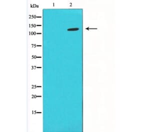 Western blot - HIF1A Antibody from Signalway Antibody (29547) - Antibodies.com