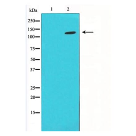 Western blot - HIF1A Antibody from Signalway Antibody (29547) - Antibodies.com