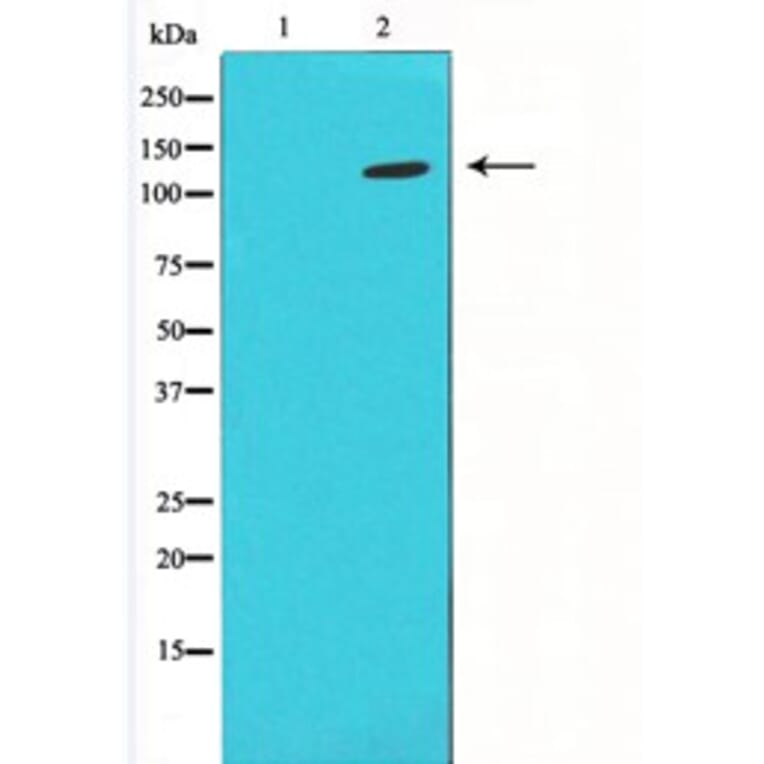 Western blot - HIF1A Antibody from Signalway Antibody (29547) - Antibodies.com