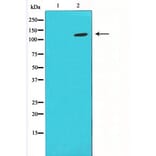 Western blot - HIF1A Antibody from Signalway Antibody (29547) - Antibodies.com