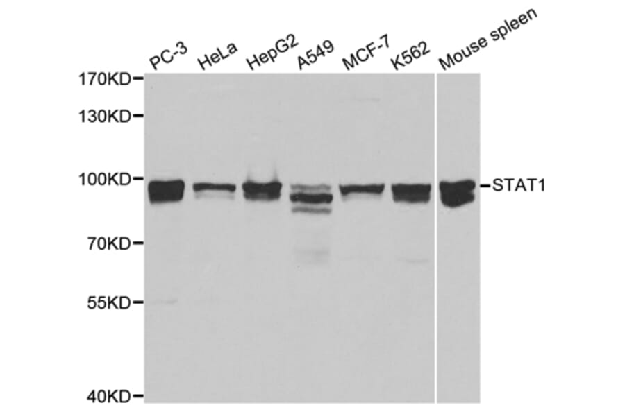 Western blot - STAT1 Antibody from Signalway Antibody (32001) - Antibodies.com