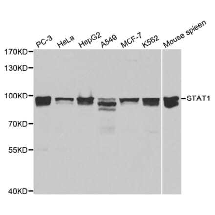 Western blot - STAT1 Antibody from Signalway Antibody (32001) - Antibodies.com