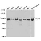 Western blot - STAT1 Antibody from Signalway Antibody (32001) - Antibodies.com