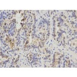 Immunohistochemistry - GDF15 Antibody from Signalway Antibody (32005) - Antibodies.com