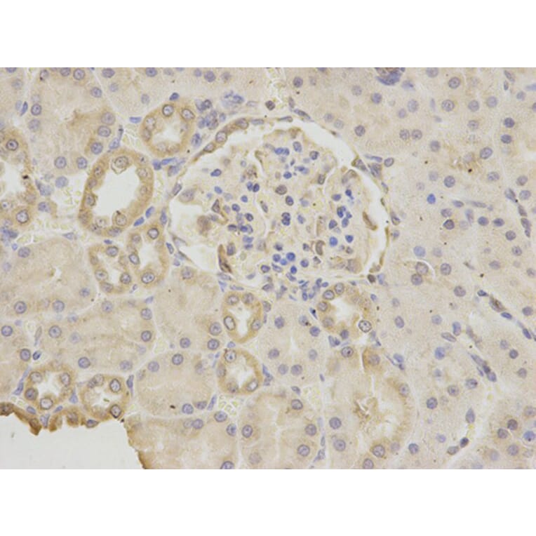 Immunohistochemistry - GDF15 Antibody from Signalway Antibody (32005) - Antibodies.com