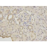 Immunohistochemistry - GDF15 Antibody from Signalway Antibody (32005) - Antibodies.com