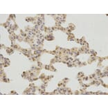 Immunohistochemistry - GDF15 Antibody from Signalway Antibody (32005) - Antibodies.com