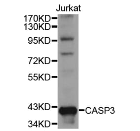 Western blot - CASP3 Antibody from Signalway Antibody (32018) - Antibodies.com