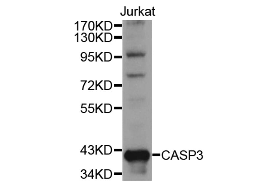 Western blot - CASP3 Antibody from Signalway Antibody (32018) - Antibodies.com