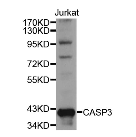 Western blot - CASP3 Antibody from Signalway Antibody (32018) - Antibodies.com