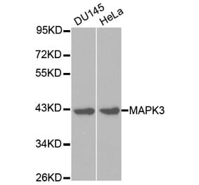 Western blot - MAPK3 Antibody from Signalway Antibody (32027) - Antibodies.com