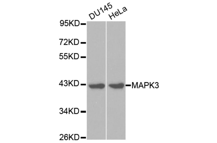 Western blot - MAPK3 Antibody from Signalway Antibody (32027) - Antibodies.com