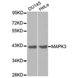 Western blot - MAPK3 Antibody from Signalway Antibody (32027) - Antibodies.com