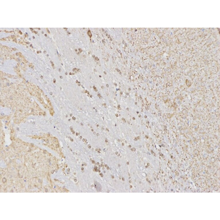 Immunohistochemistry - MAPK3 Antibody from Signalway Antibody (32027) - Antibodies.com