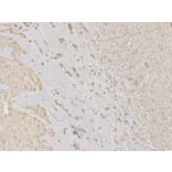 Immunohistochemistry - MAPK3 Antibody from Signalway Antibody (32027) - Antibodies.com