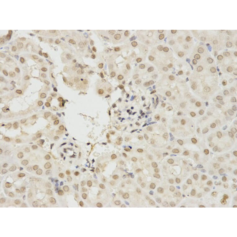 Immunohistochemistry - MAPK3 Antibody from Signalway Antibody (32027) - Antibodies.com