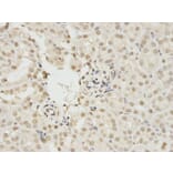 Immunohistochemistry - MAPK3 Antibody from Signalway Antibody (32027) - Antibodies.com