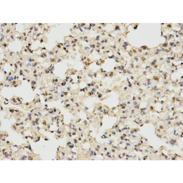 Immunohistochemistry - MAPK3 Antibody from Signalway Antibody (32027) - Antibodies.com