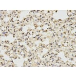Immunohistochemistry - MAPK3 Antibody from Signalway Antibody (32027) - Antibodies.com
