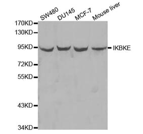 Western blot - IKBKE Antibody from Signalway Antibody (32038) - Antibodies.com