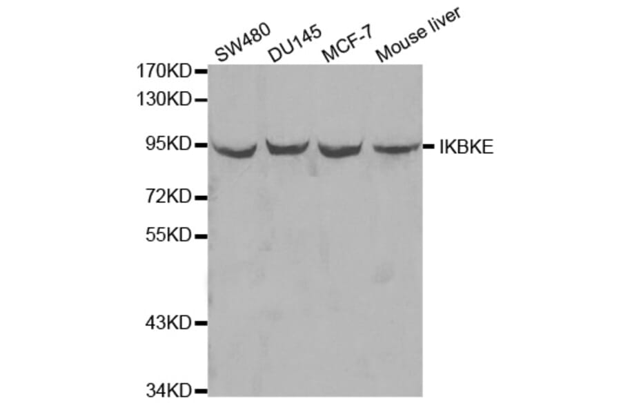 Western blot - IKBKE Antibody from Signalway Antibody (32038) - Antibodies.com