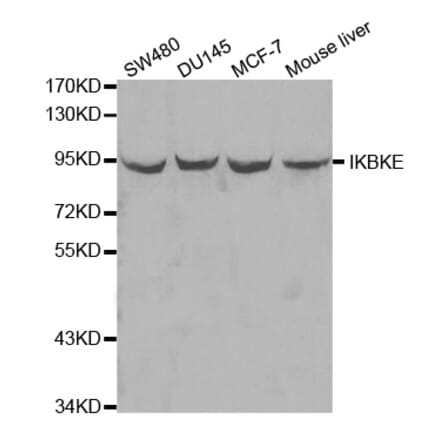 Western blot - IKBKE Antibody from Signalway Antibody (32038) - Antibodies.com