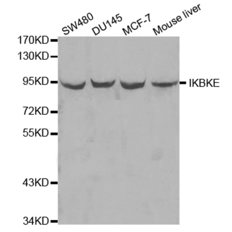 Western blot - IKBKE Antibody from Signalway Antibody (32038) - Antibodies.com